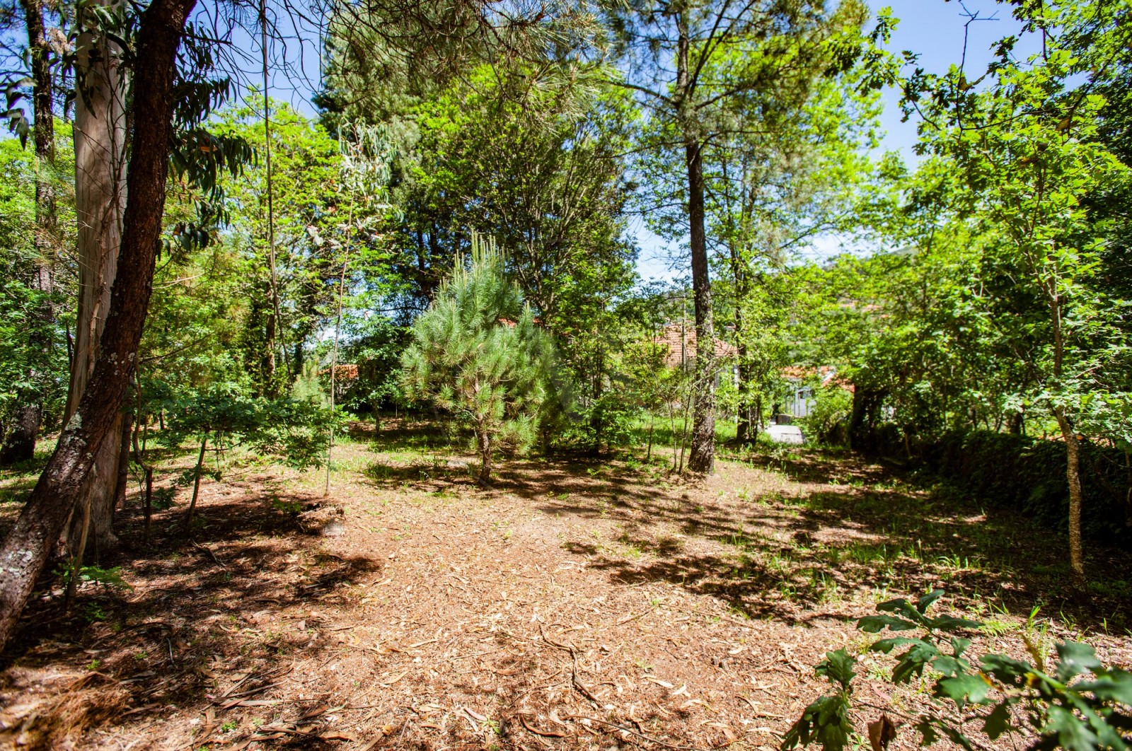 House T2 for For sale in Vade, Vila Verde, Braga - Quintal/Jardim (Imagem 2)