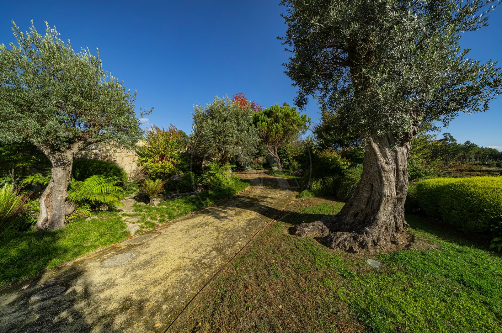 Moradia T4 para Venda em Tamel (Santa Leocádia) e Vilar do Monte, Barcelos, Braga - Quintal/Jardim (Imagem 10)