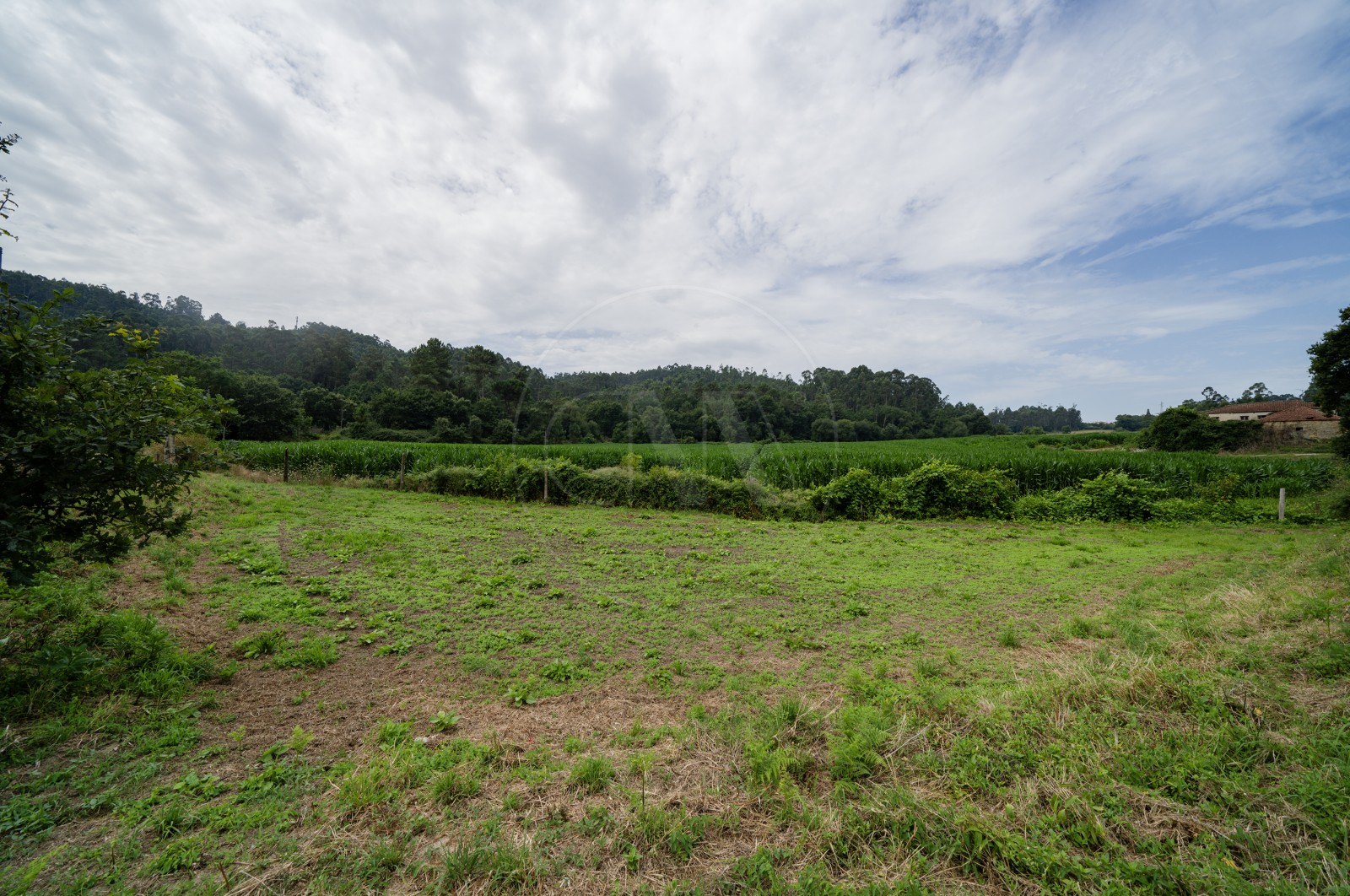 Land Rustic for For sale in Areias de Vilar e Encourados, Barcelos, Braga - Terreno (Imagem 3)