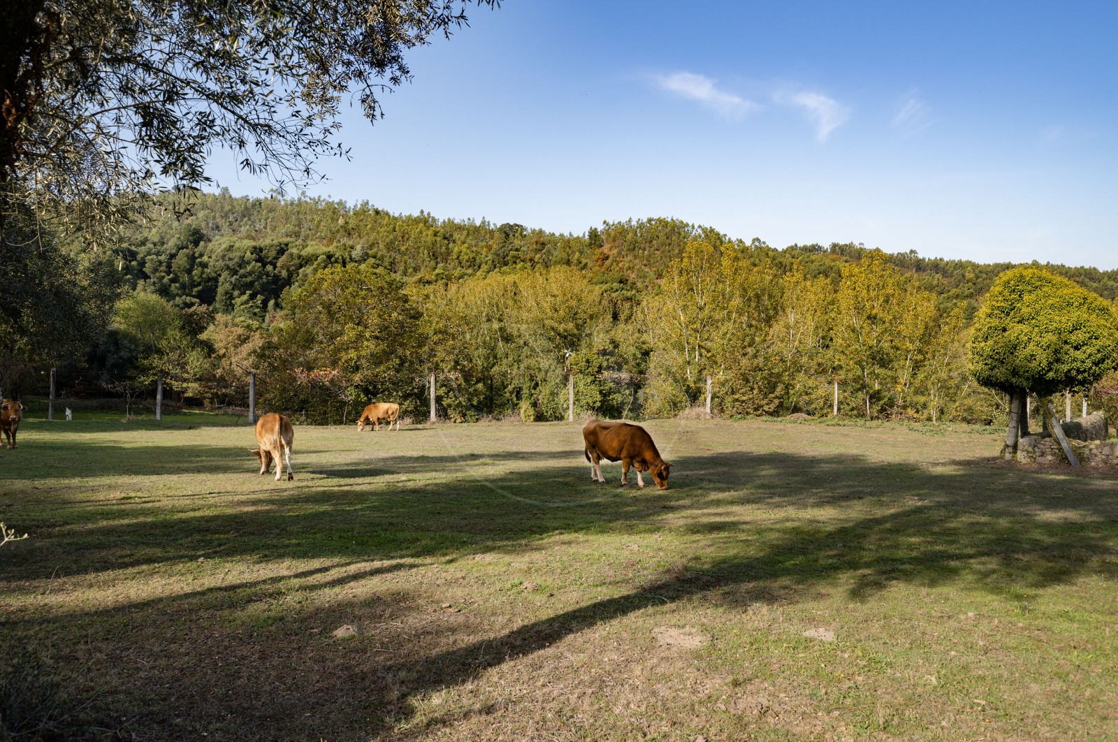 Farm T8 for For sale in Covelas, Póvoa de Lanhoso, Braga - Detalhes (Imagem 2)