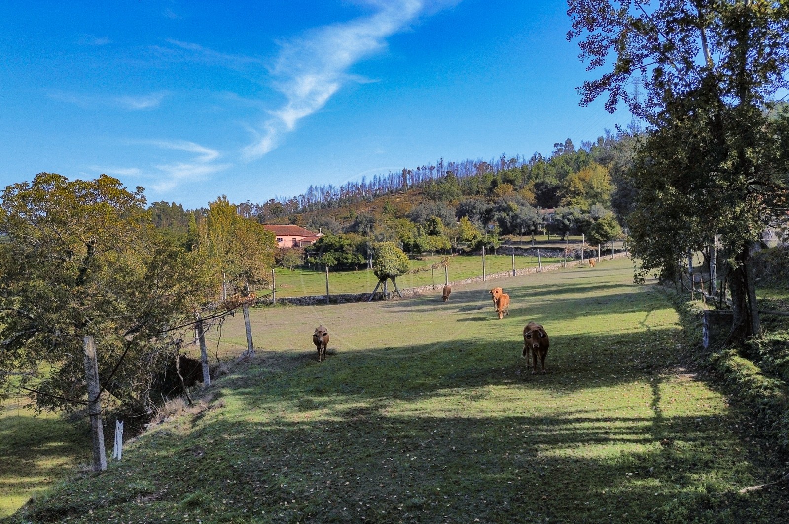 Farm T8 for For sale in Covelas, Póvoa de Lanhoso, Braga - Detalhes (Imagem 3)